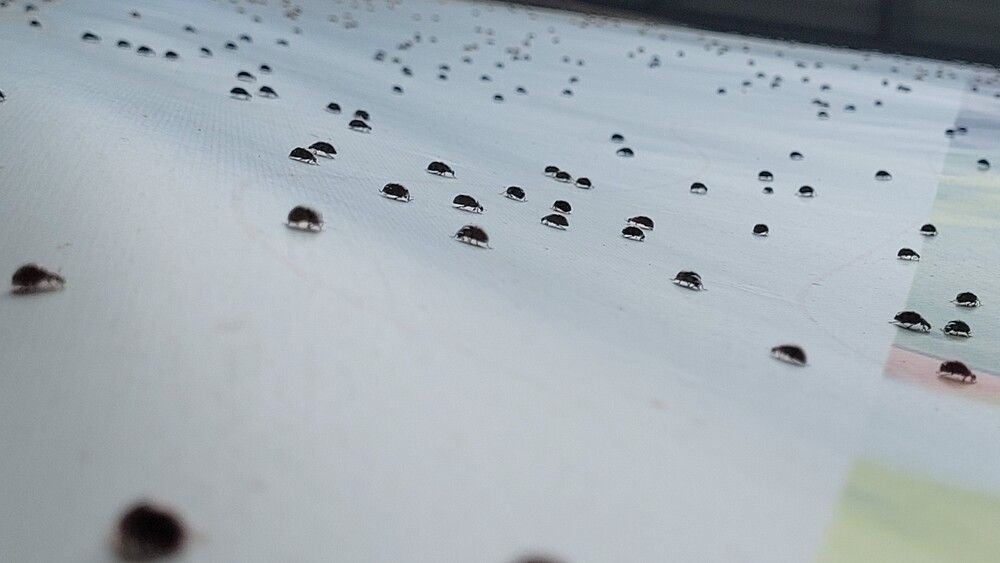 Божьи коровки на тусе