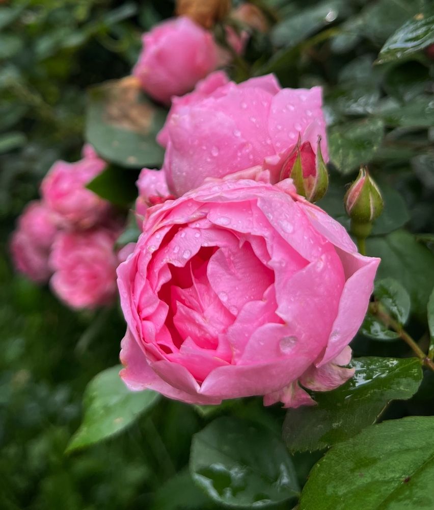Photograph by Ольга Миронова