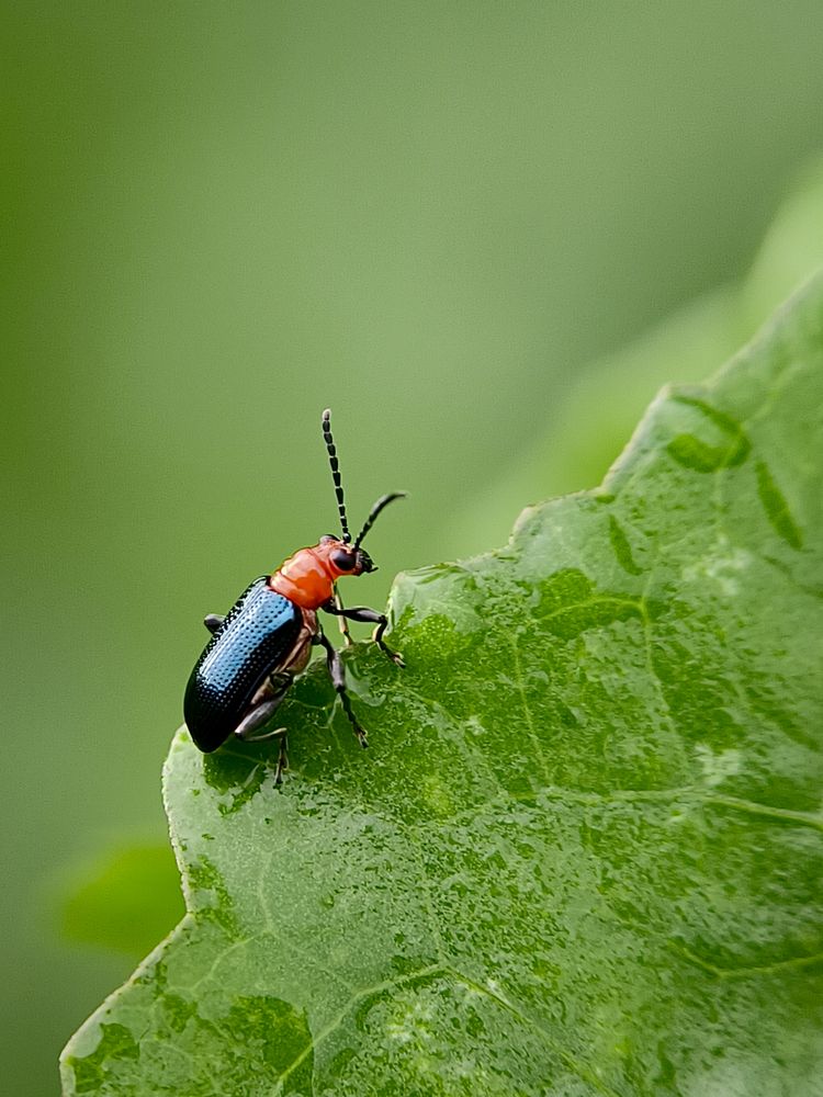 Leaf Beetle (Lema Diversa)