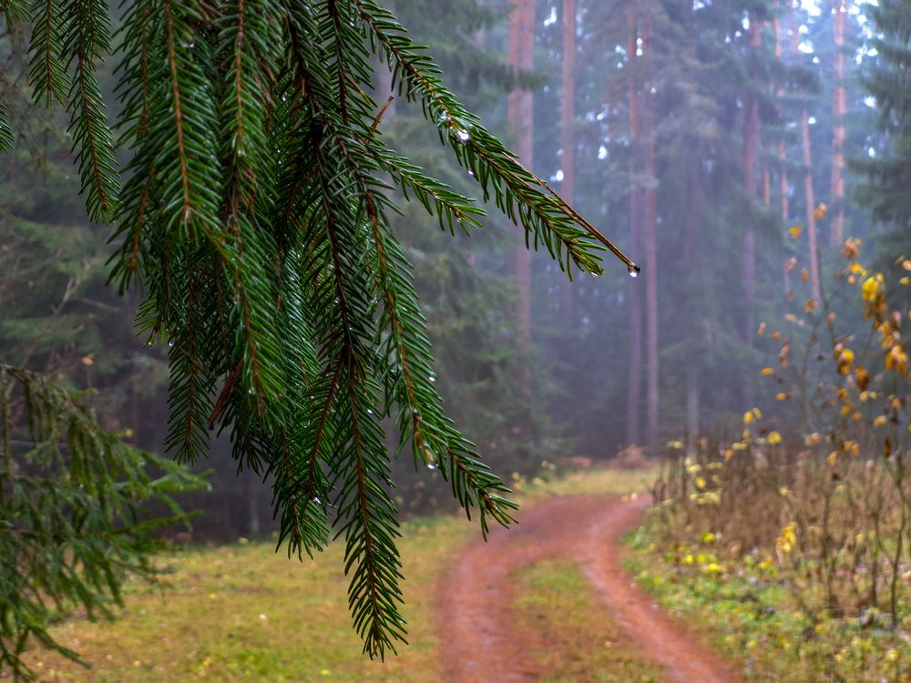 Photograph by Alexandr Gorelenkov