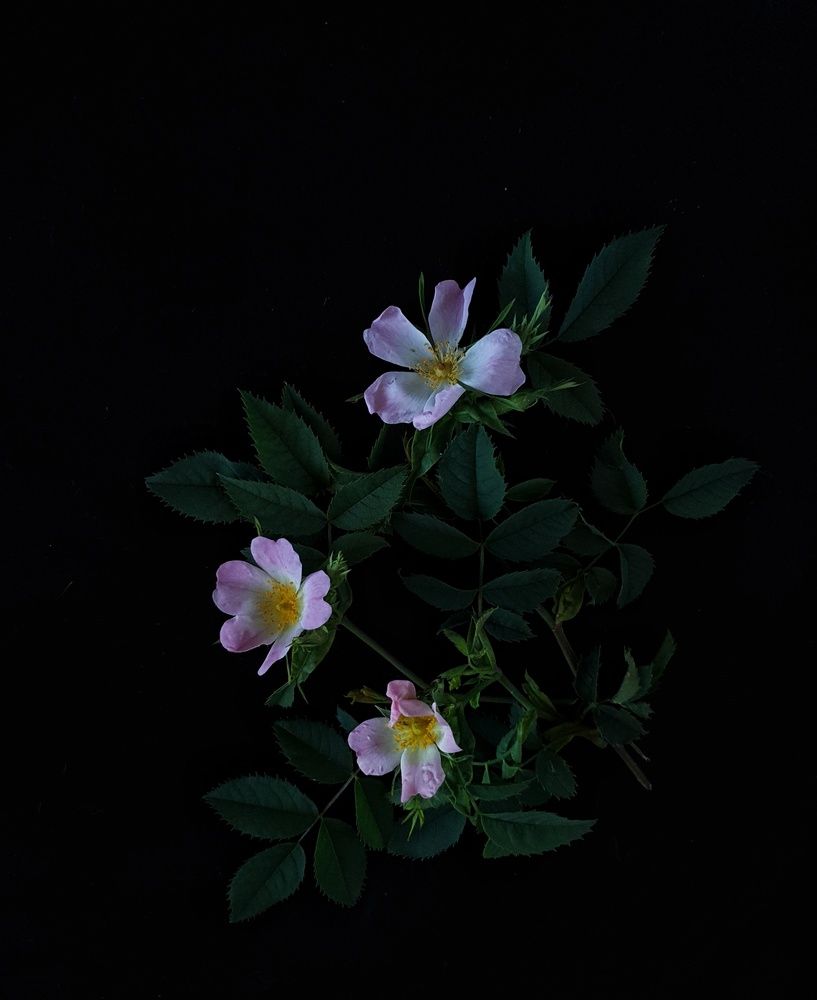 Wild flowers