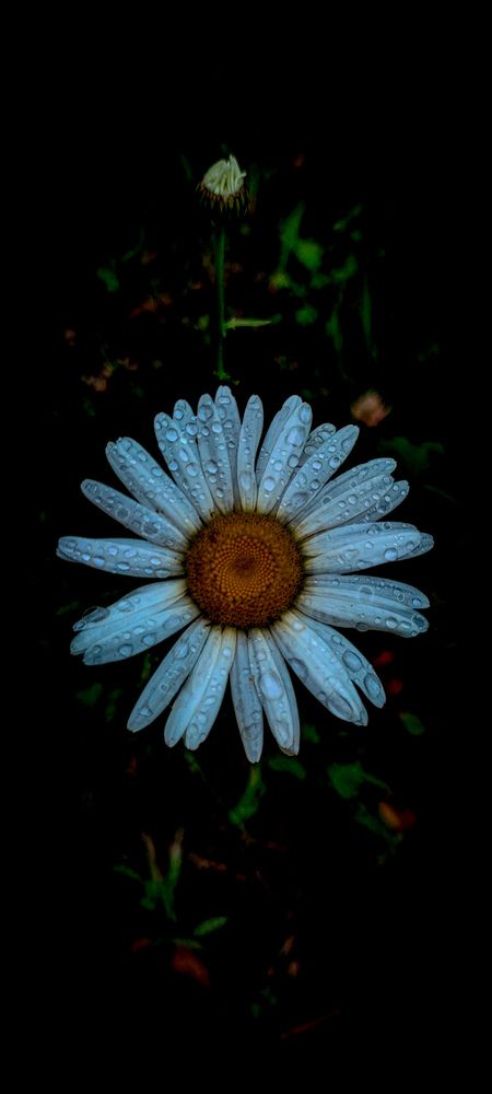 Photograph by Jane Three