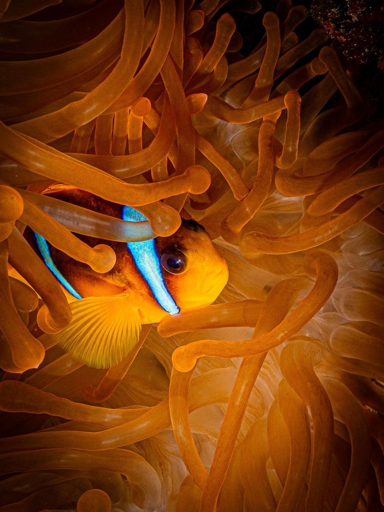 Photograph by Plakida Alexander
