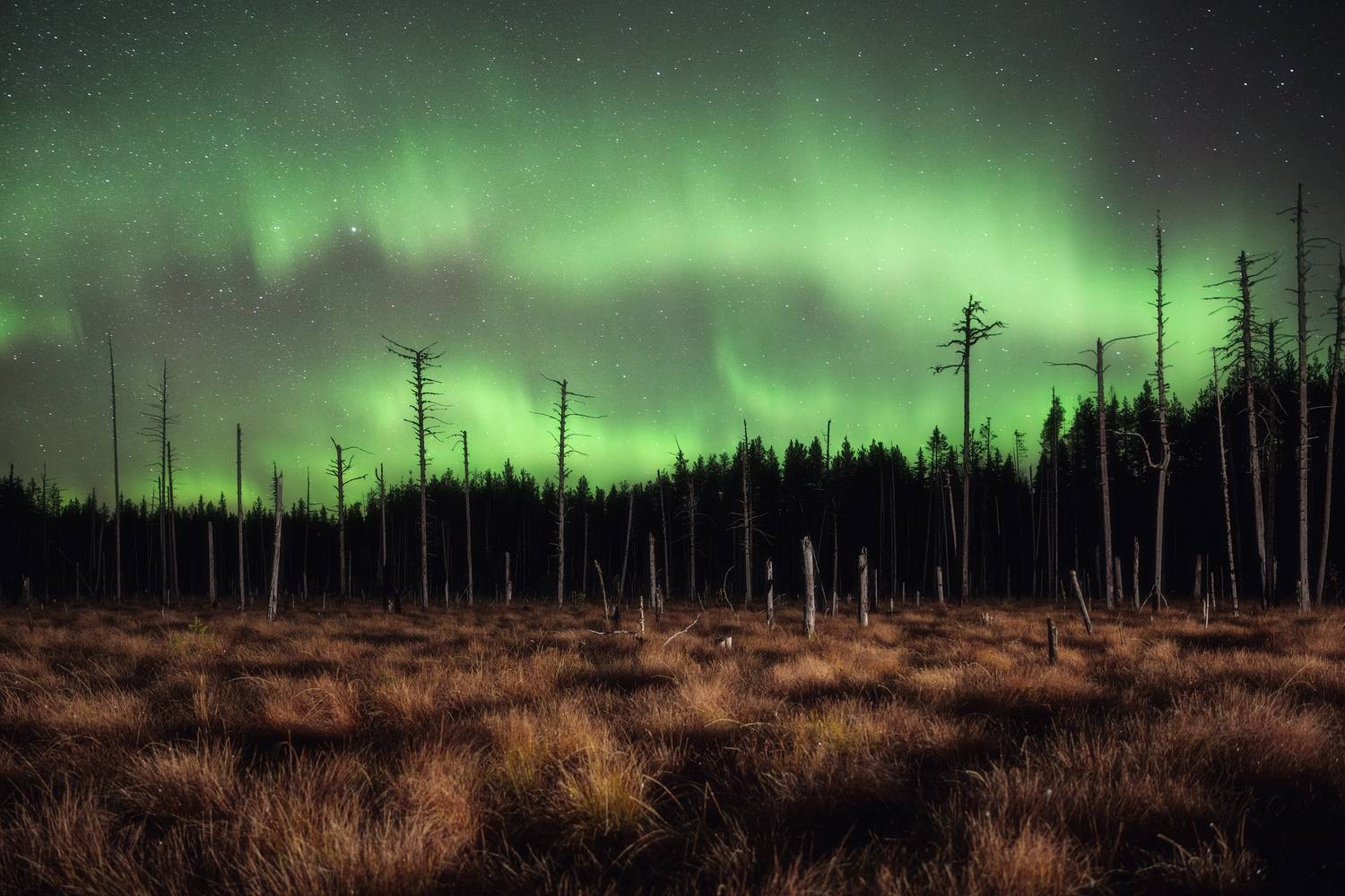 Фотография #13299427