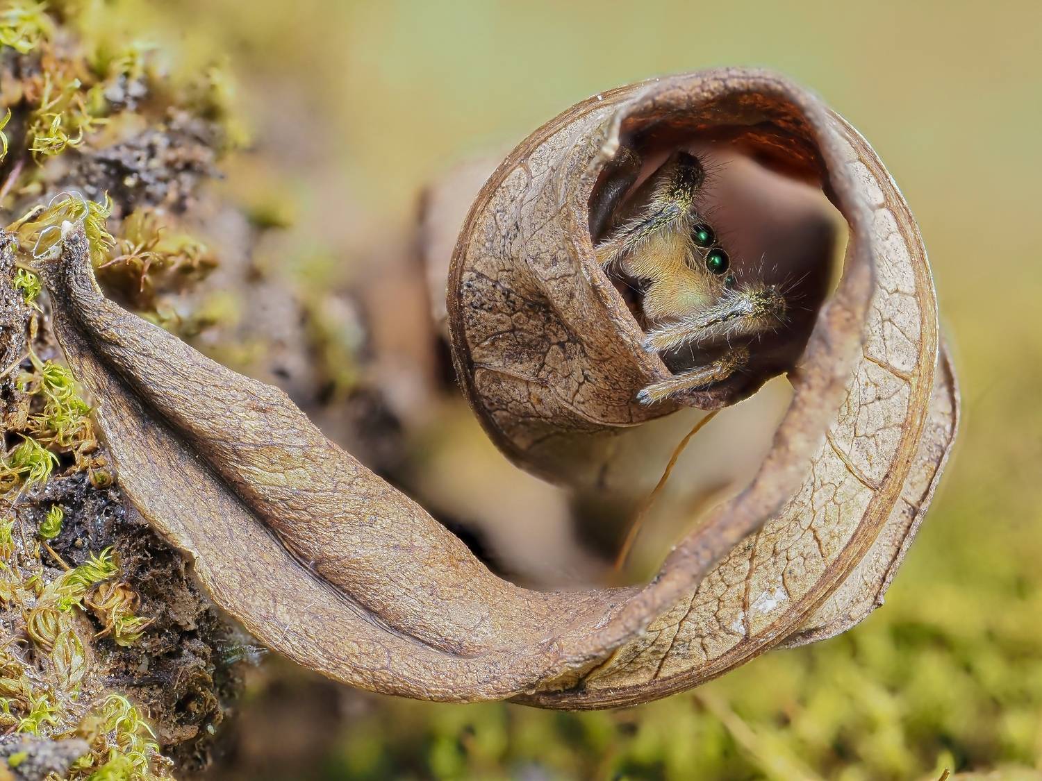 Паук-скакунчик Marpissa radiata Паук-скакунчик Marpissa radiata