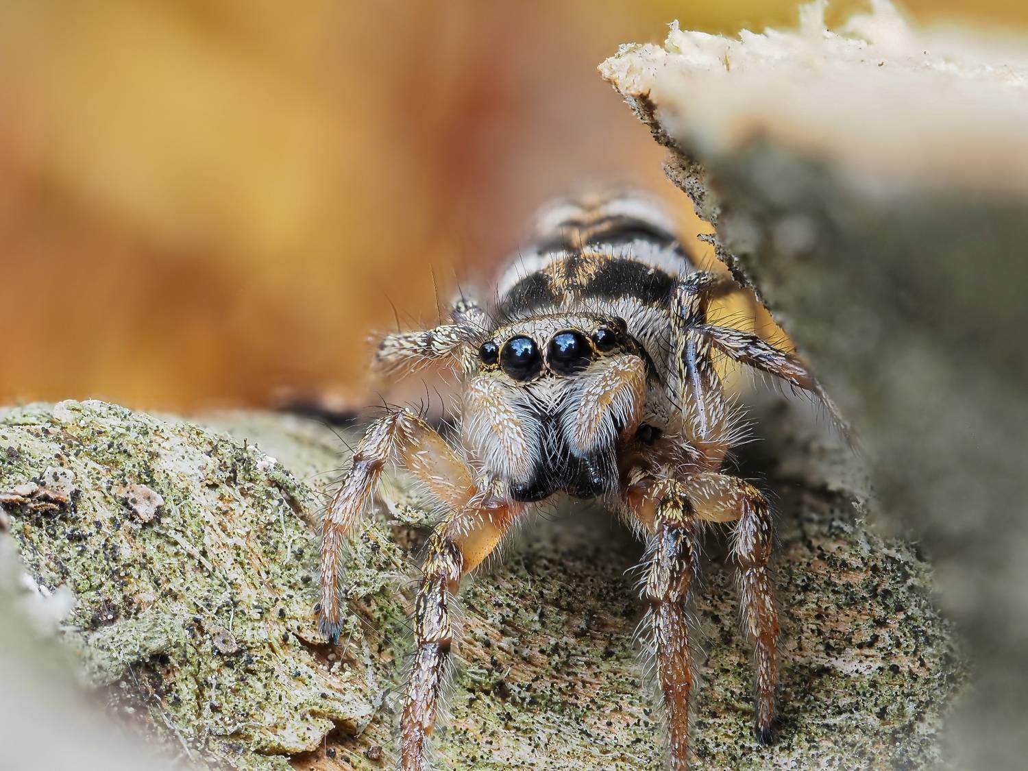 Паук-скакунчик Salticus scenicus