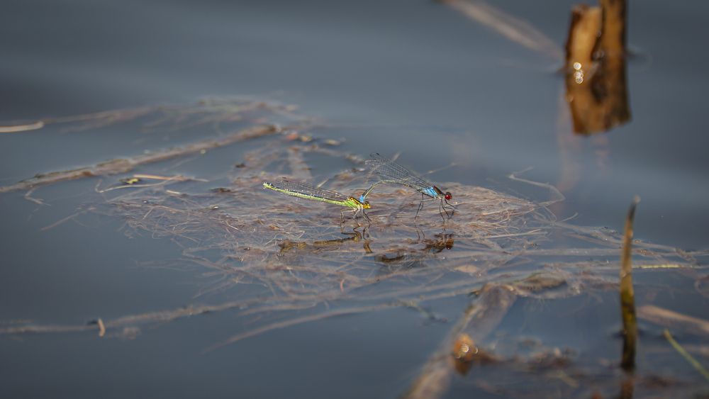 Photograph by Вадим Басов