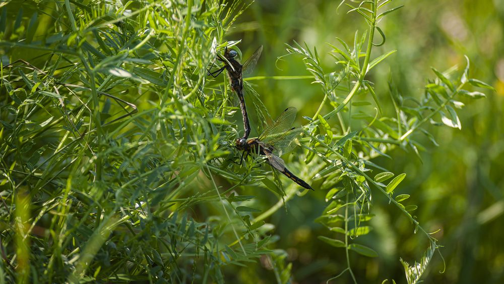 Photograph by Вадим Басов