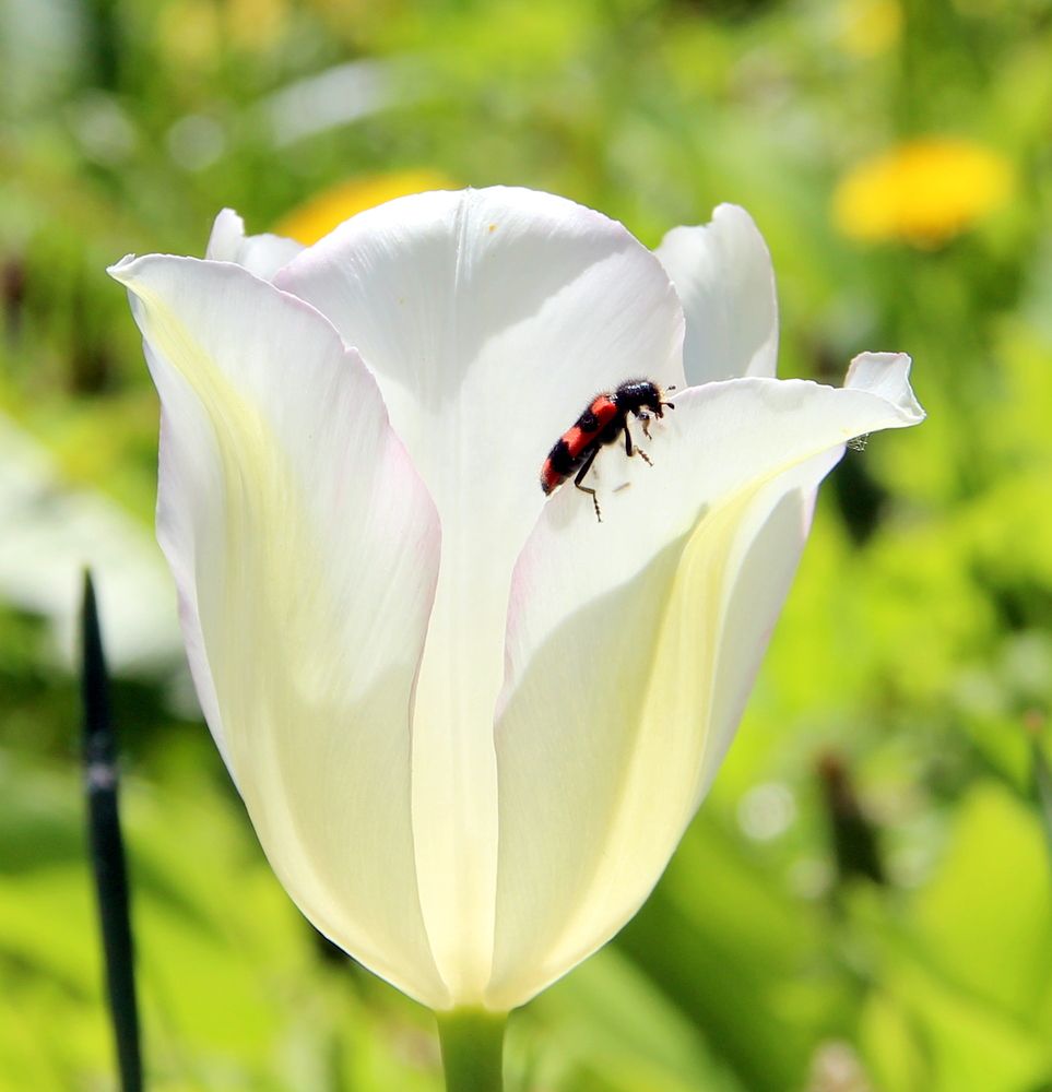 Photograph by Жанна Нечаева