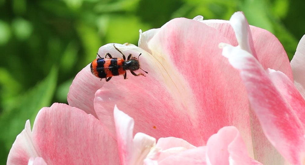 Photograph by Жанна Нечаева