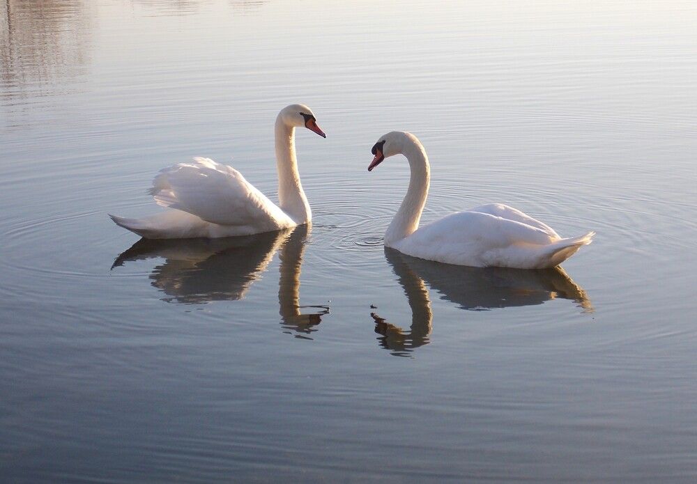 Photograph by Любовь Войводич