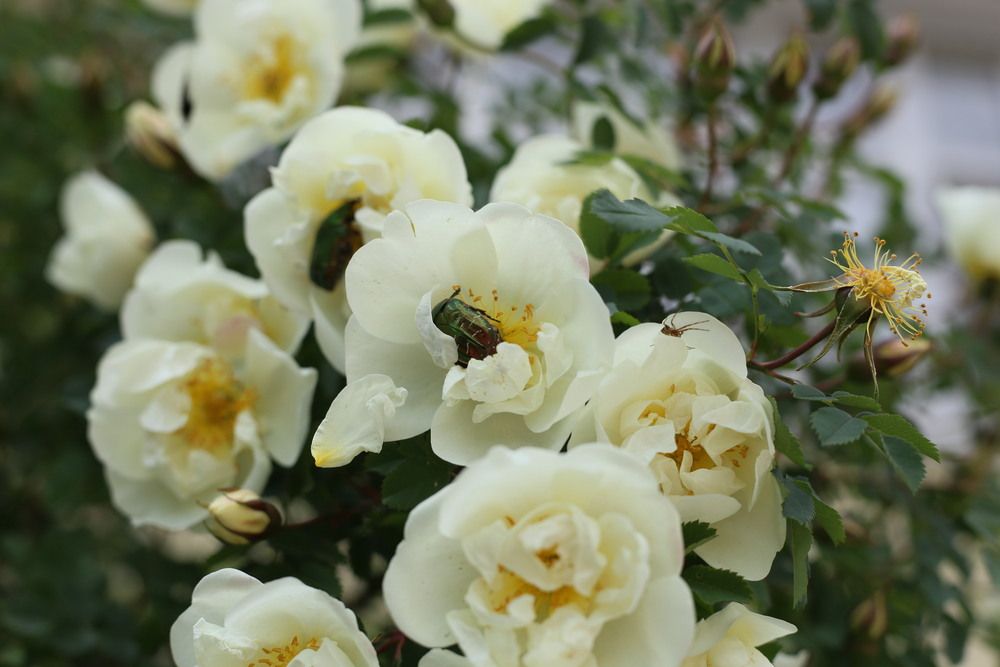 Фотография автора Маргарита Парфенюк