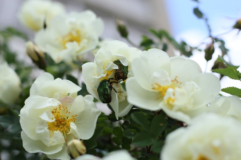 Фотография автора Маргарита Парфенюк