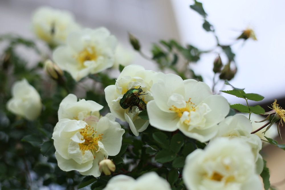 Фотография автора Маргарита Парфенюк