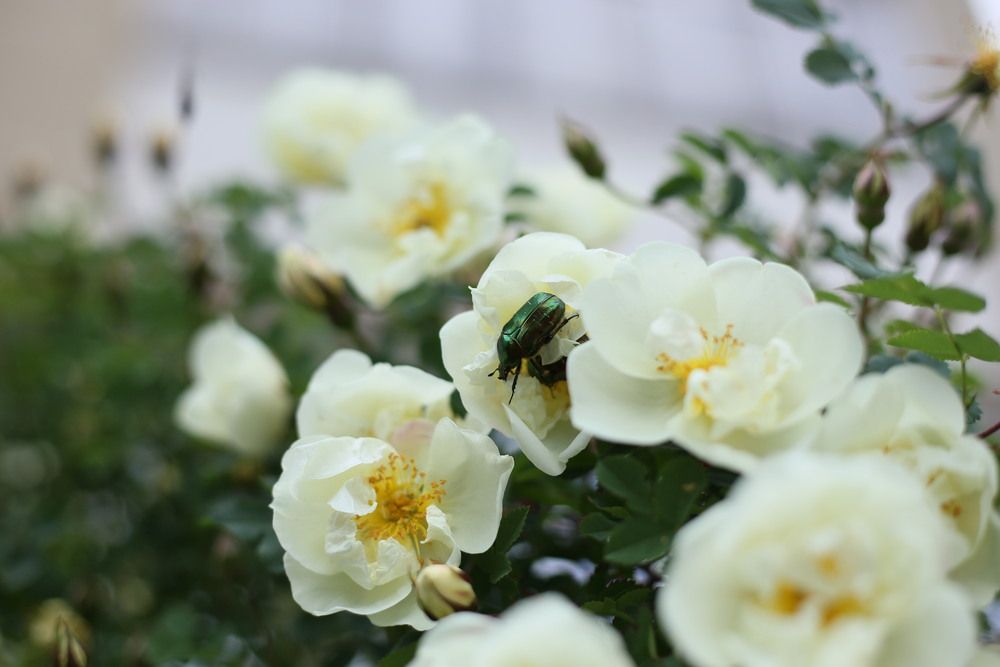 Фотография автора Маргарита Парфенюк