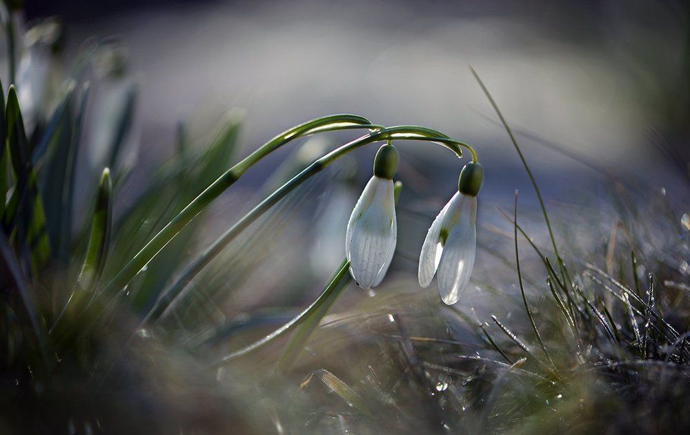 Прозрачный звон