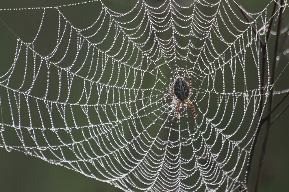 Photograph by Арутюнян Ануш