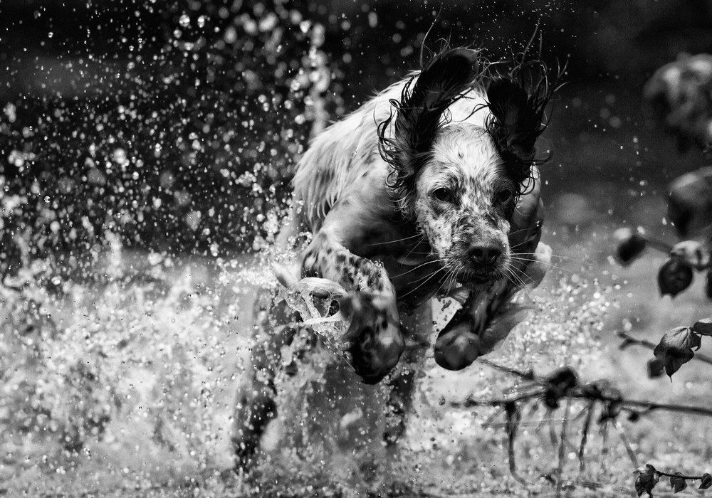 Летние прогулки.