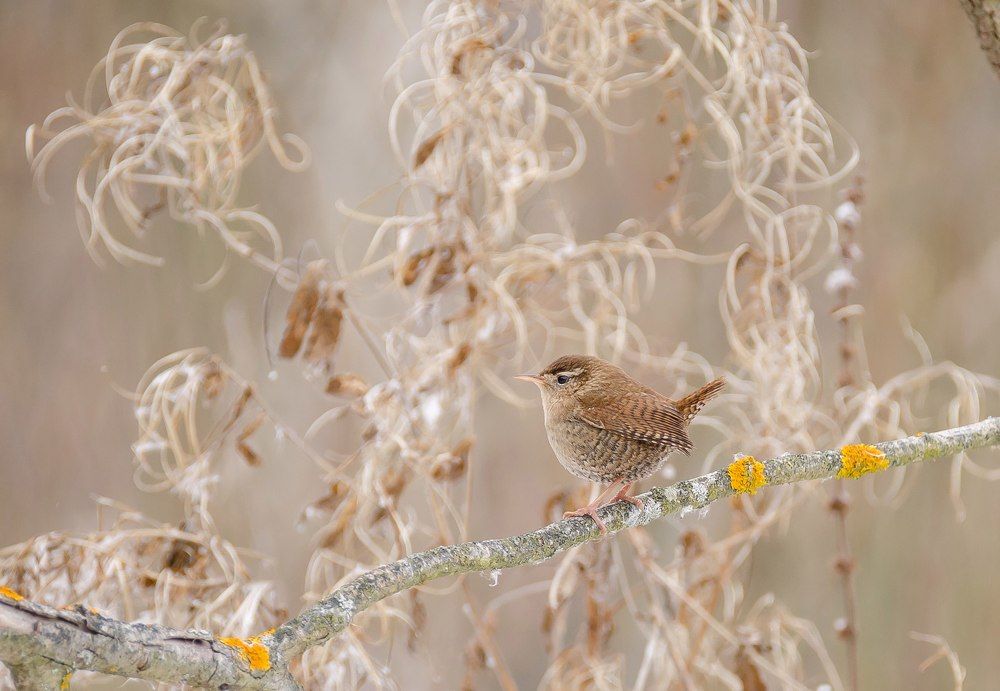 Хозяин зарослей