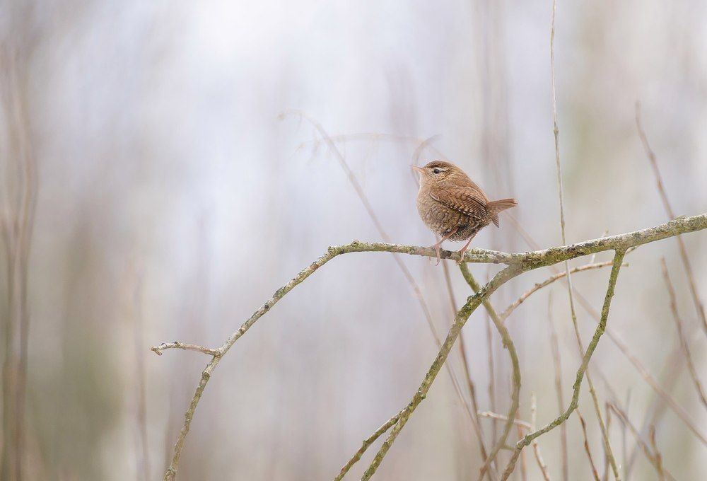 В ожидании весны