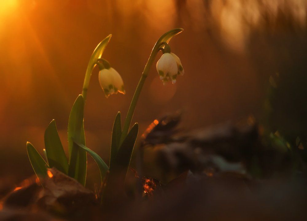 Нам солнце путь укажет!