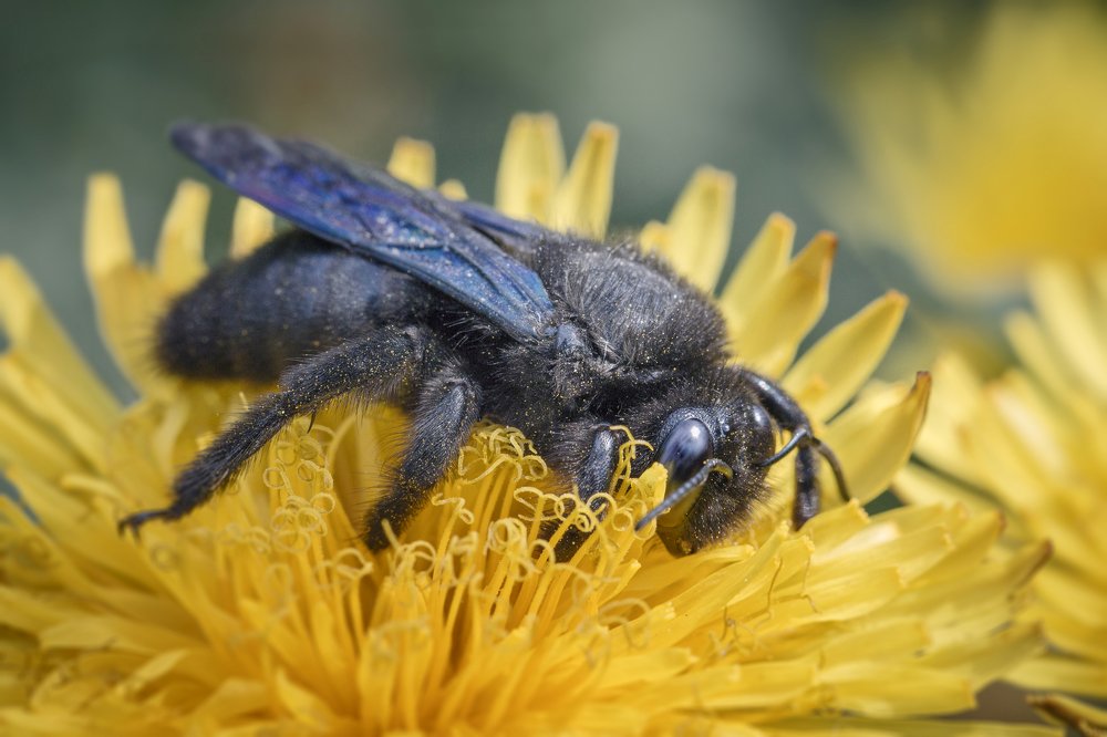 Пчела плотник