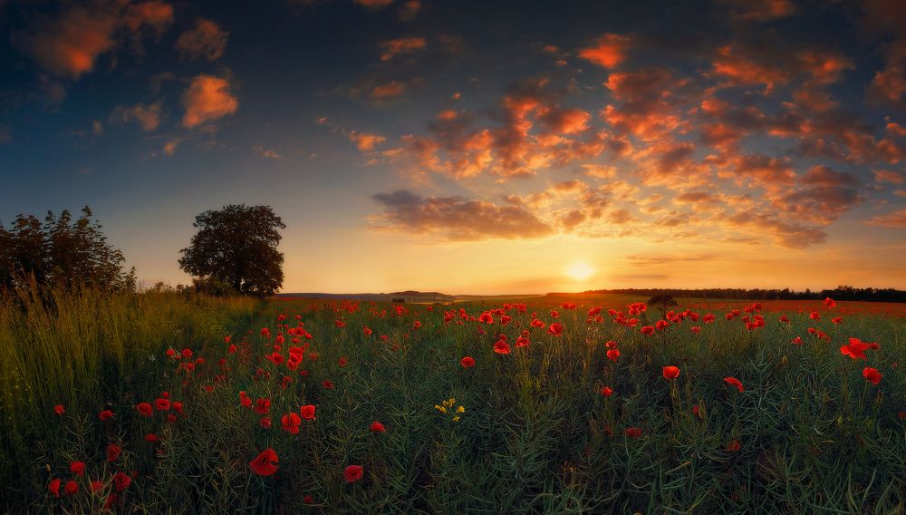 Маковый закат