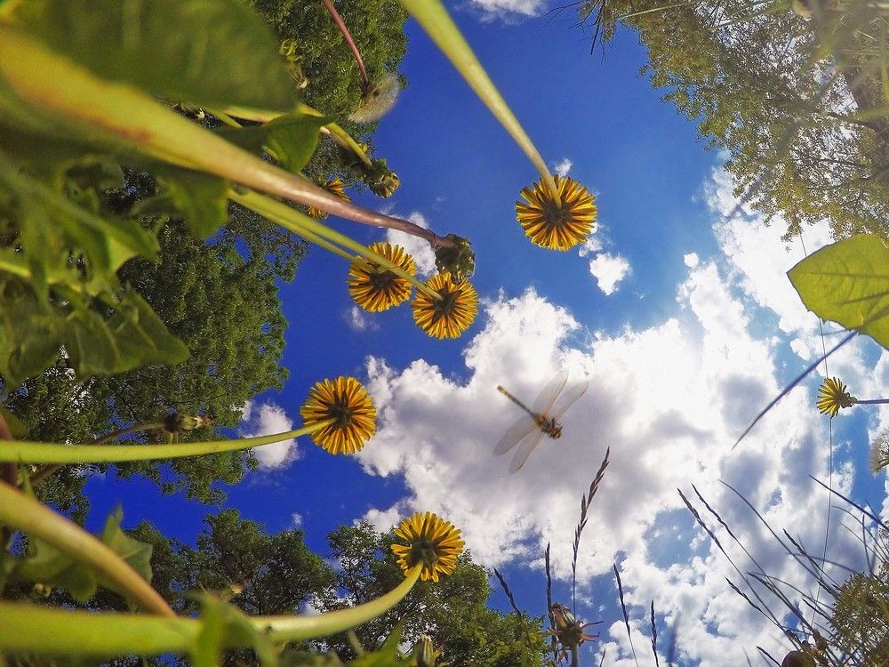 Небоскрёбы