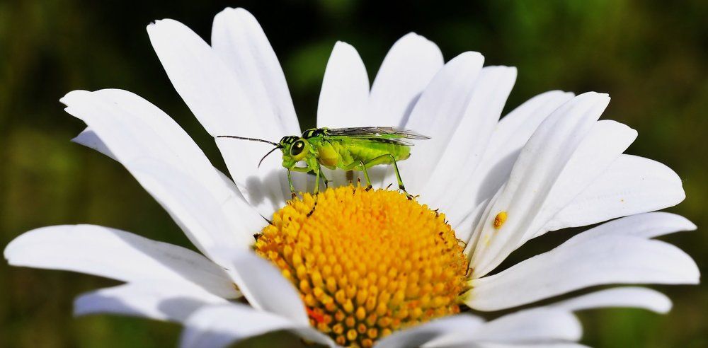 Ромашковое лето