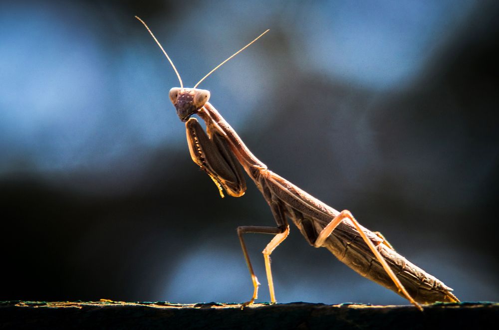 Photograph by Savranskaya Vika