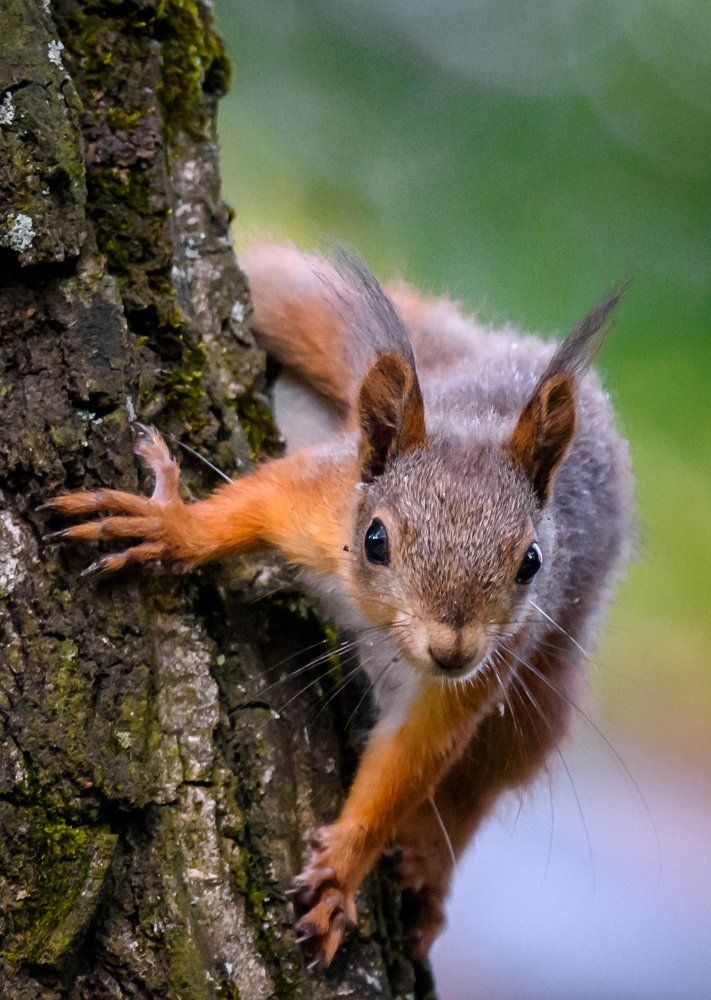 Любопытная малышка