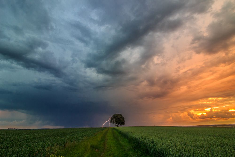 Одинокое дерево.