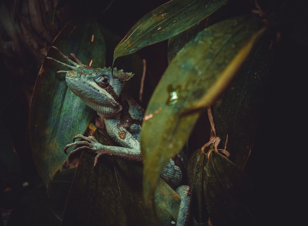 Затаившийся