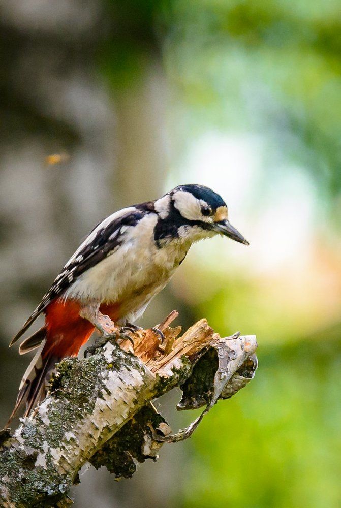 Древесный инспектор