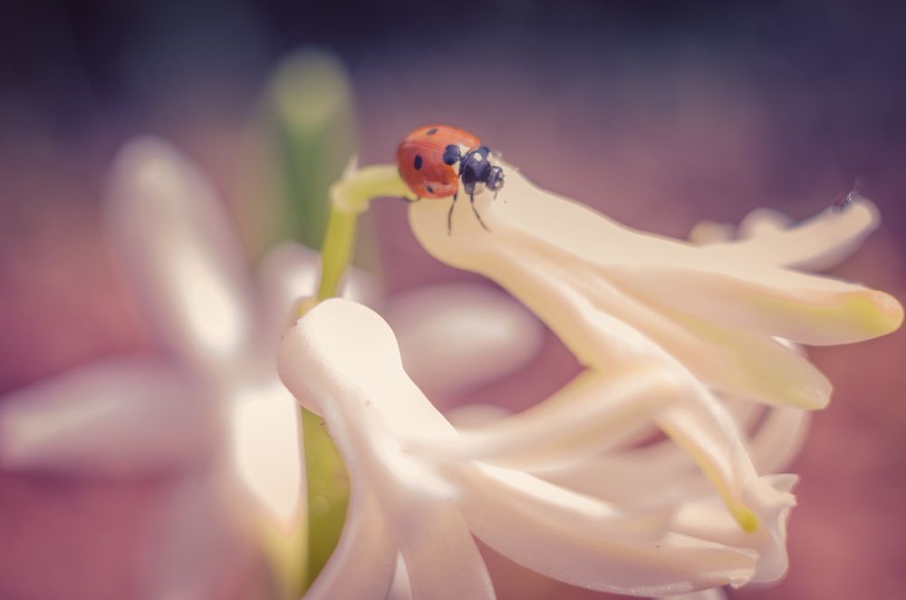 прогулка божьей коровки