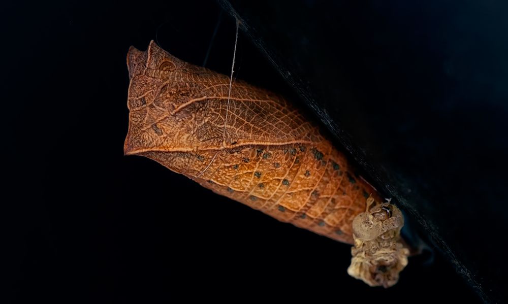 Photograph by Тараненко Анжелика