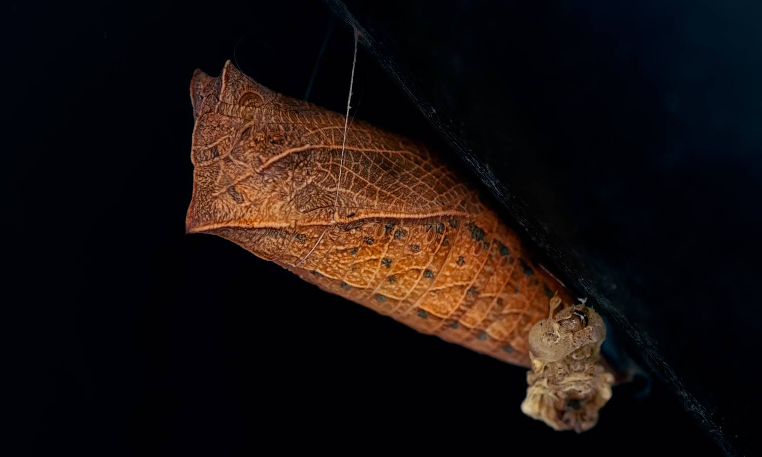 Фотография #13300043