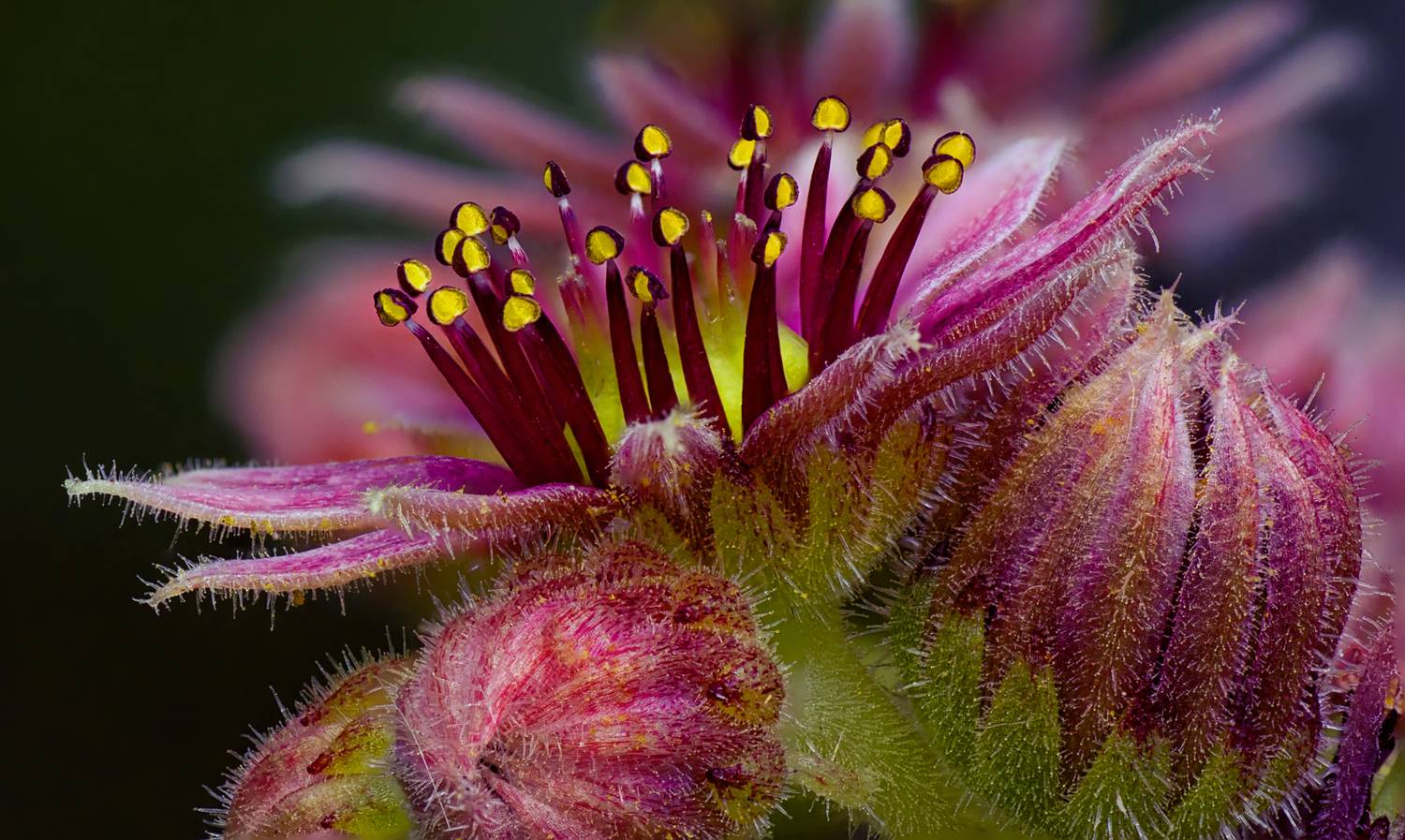 Фотография #13300060