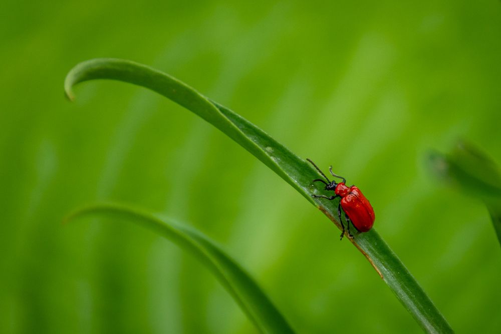 Фотография автора Negovan Pesic
