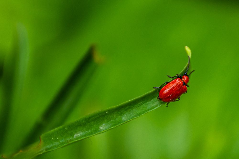 Фотография автора Negovan Pesic