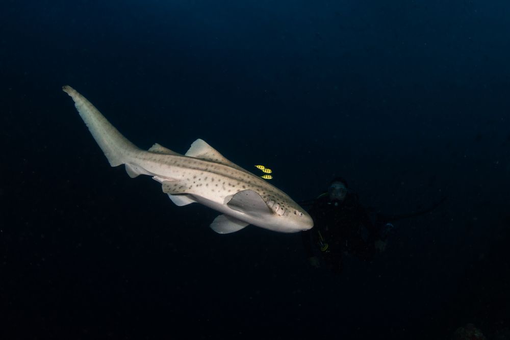 Leopard shark dance