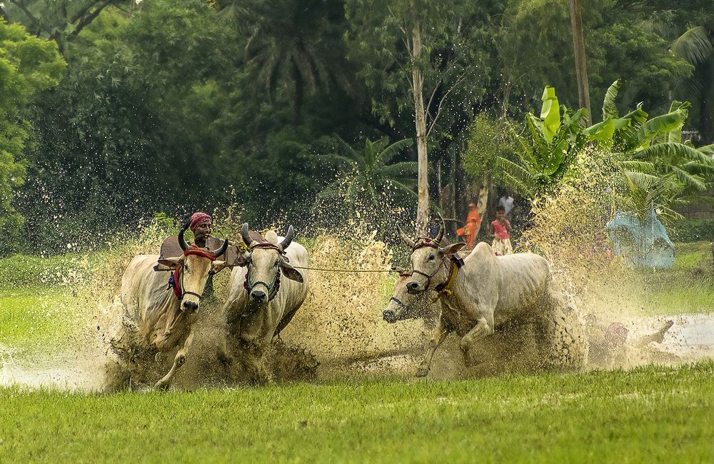 Photograph by Ashim Chakravarty