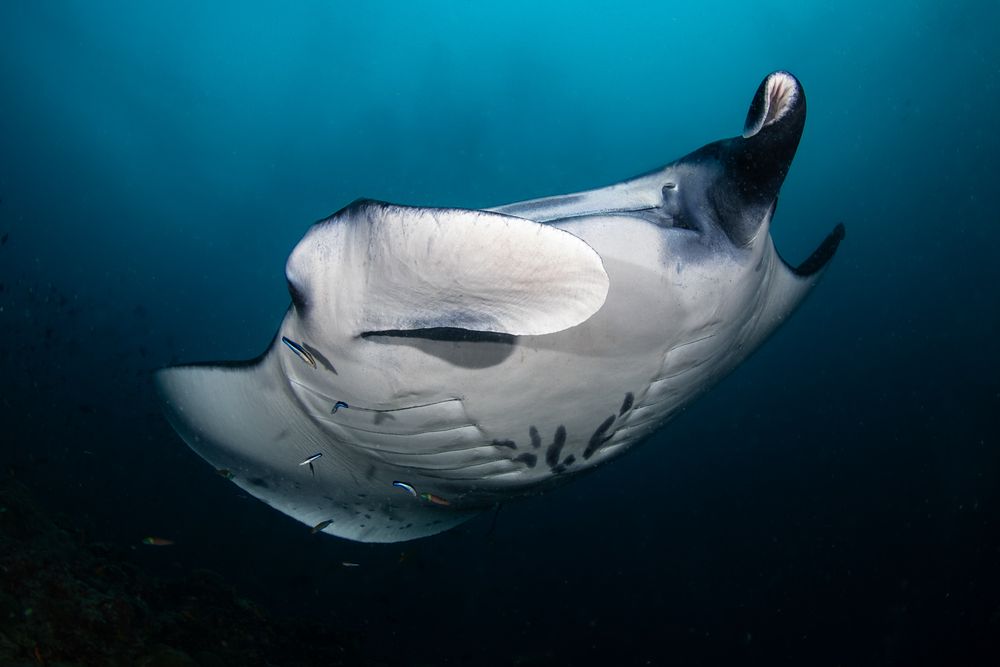 Manta Madness