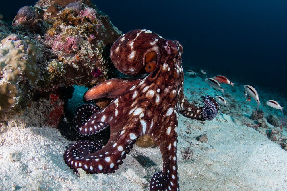 Octopus ride