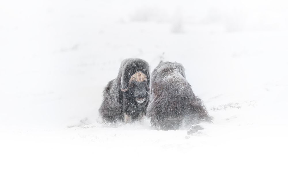 Photograph by Lyubomir Momchilov