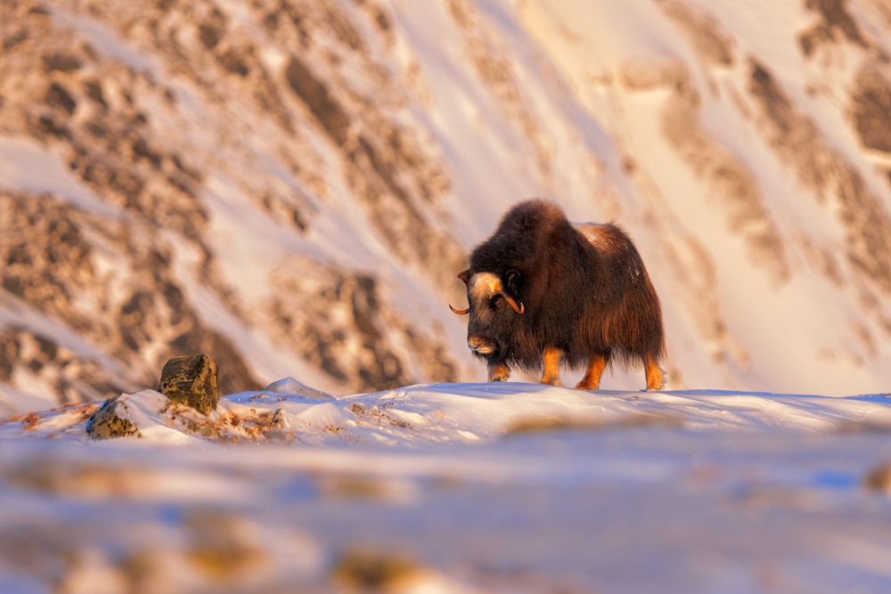 Photograph by Lyubomir Momchilov