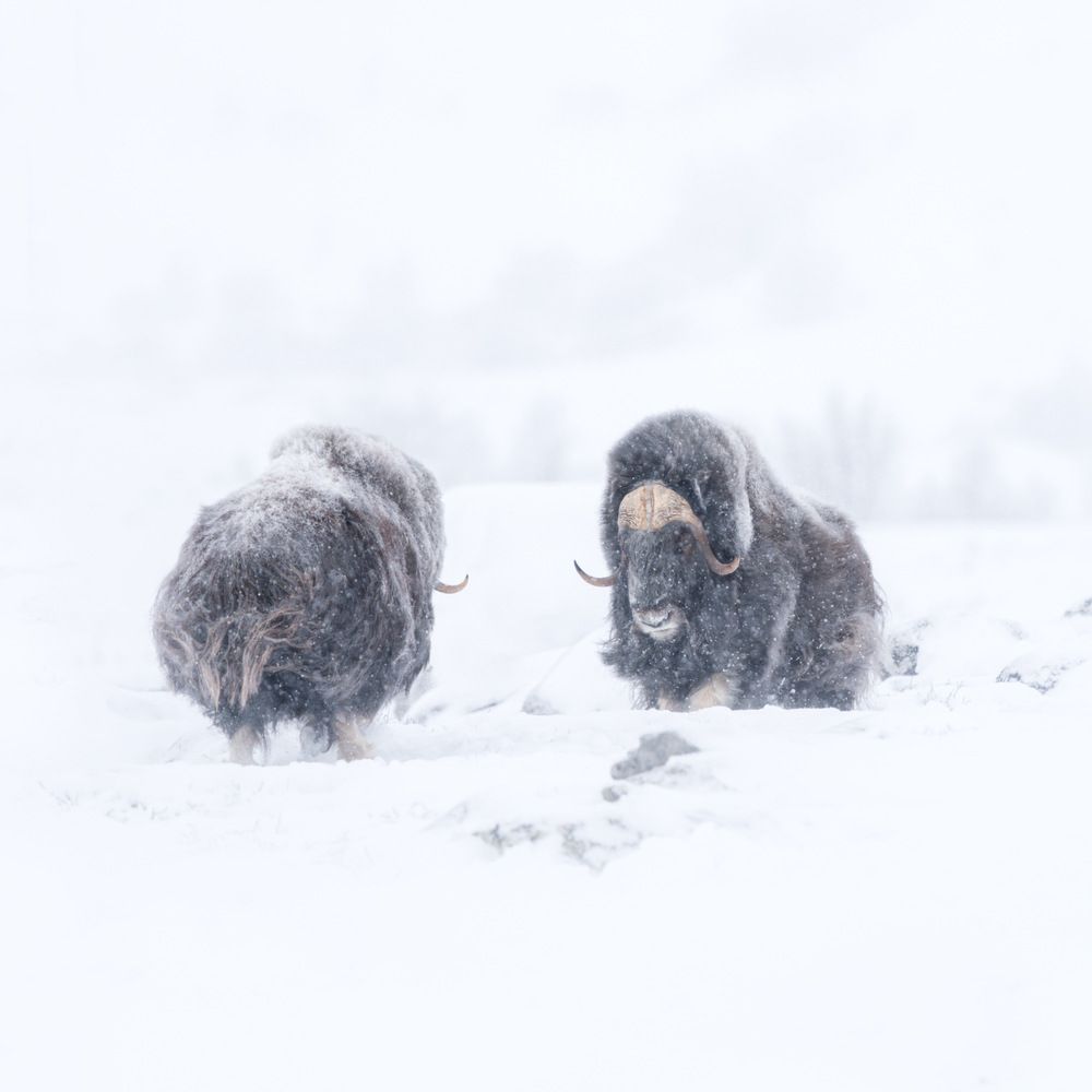 Photograph by Lyubomir Momchilov