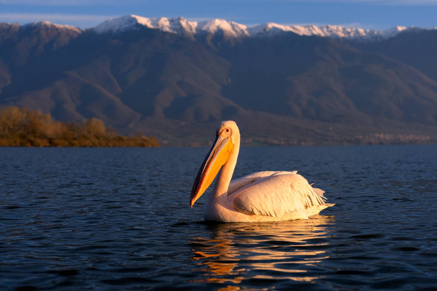 The kingdom of pelicans The kingdom of pelicans