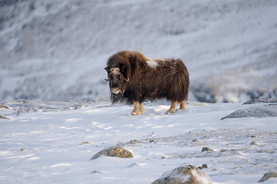 The kingdom of Muskox The kingdom of Muskox