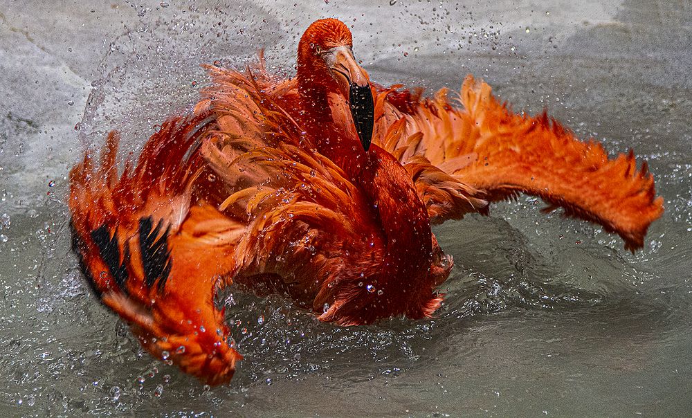 Flamingo